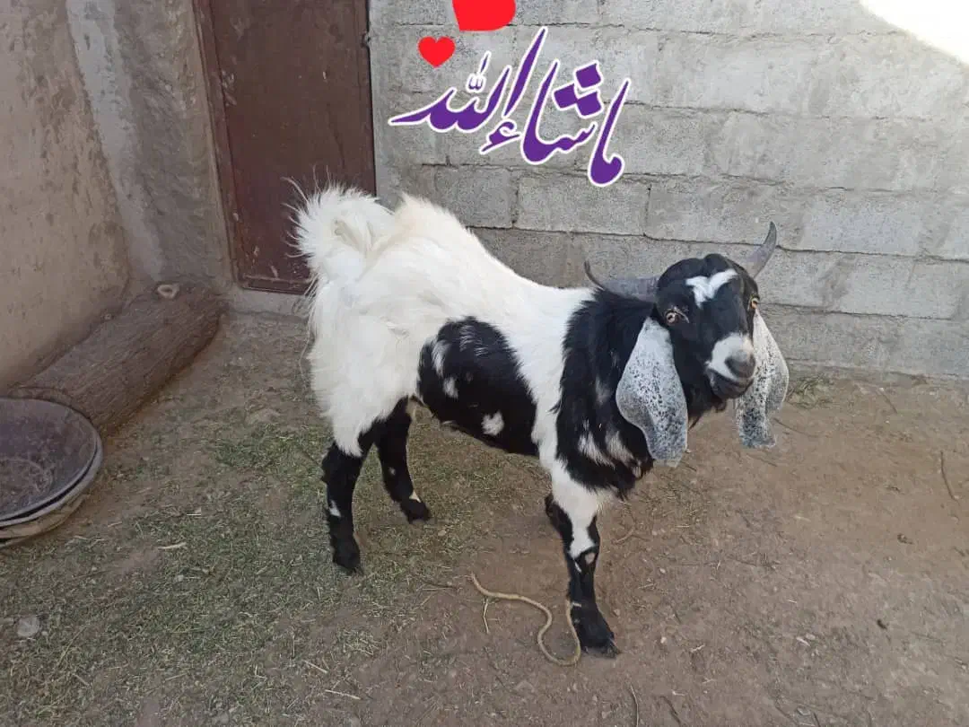 نر بز|حیوانات مزرعه|بمپور, |دیوار