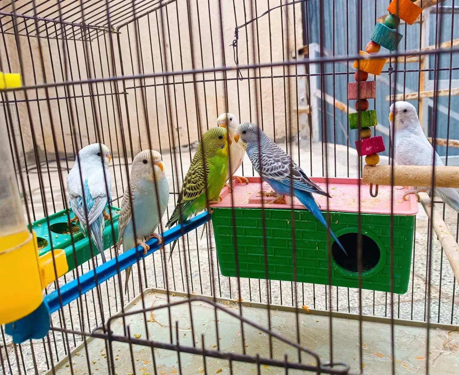 مرغ عشق|پرنده|شیراز, گود عربان|دیوار