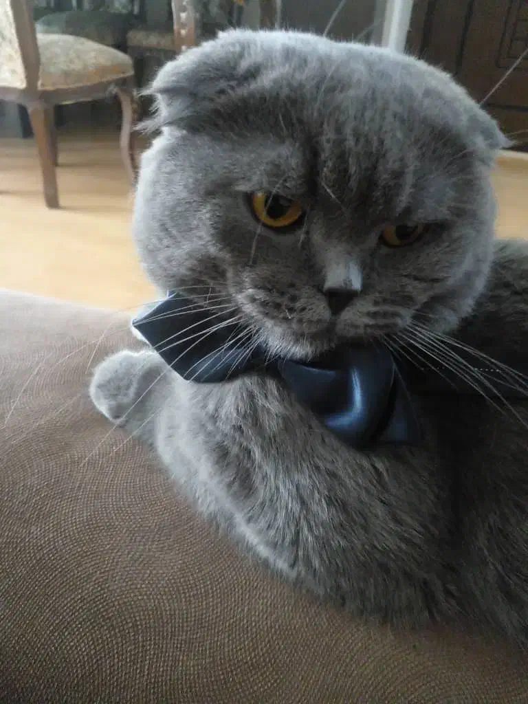 اسکاتیش بلو آنفولد 2ساله|گربه|تهران, قزل قلعه|دیوار