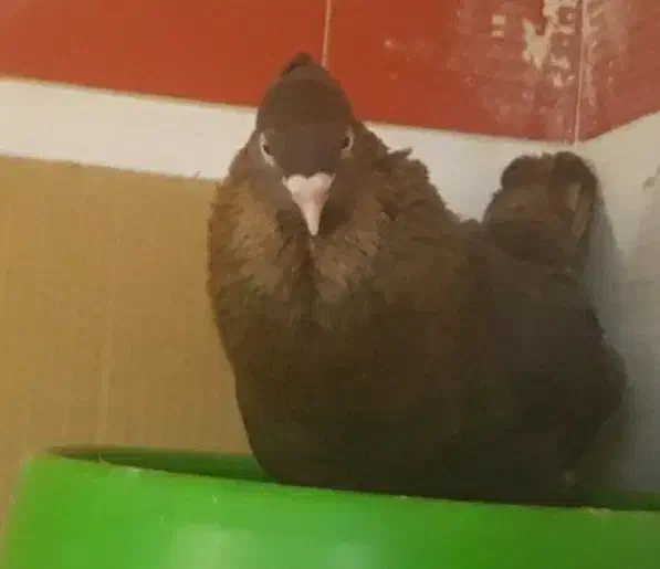 کفتر گمشده|حیوانات|آبادان, |دیوار