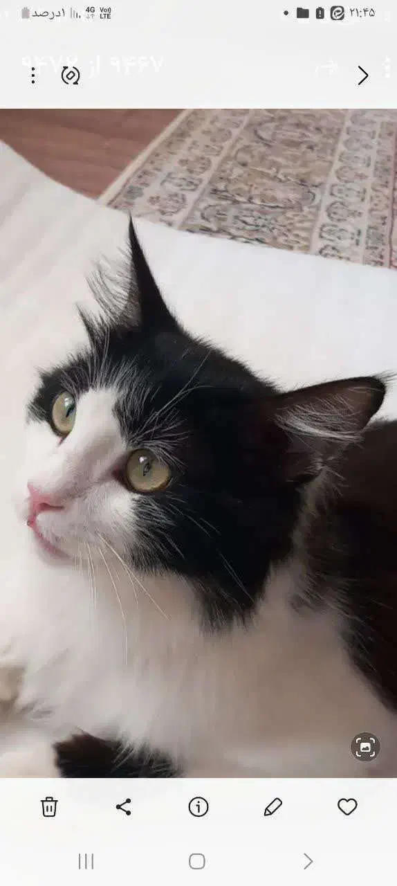 گربه پرشین گمشده|گربه|میبد, |دیوار