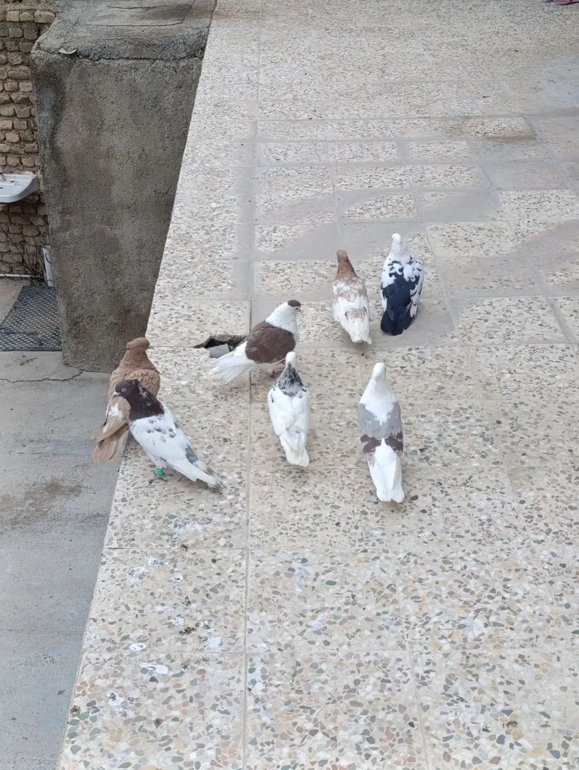 پرنده|پرنده|خرم‌آباد, |دیوار