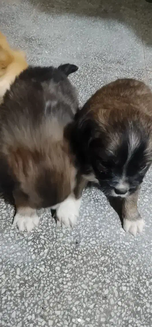 واگذاری سگ|سگ|رفسنجان, |دیوار