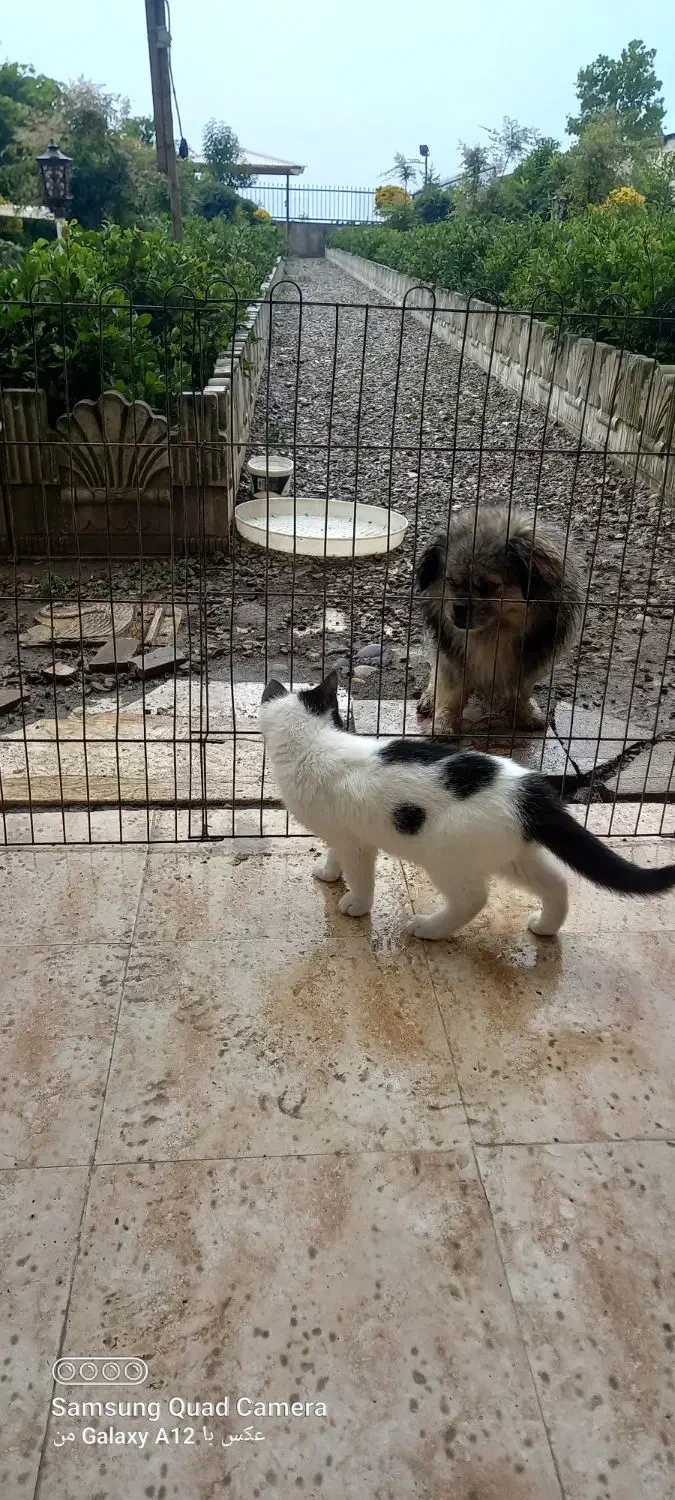 گمشده   سگ پیکینیز|سگ|نشتارود, |دیوار