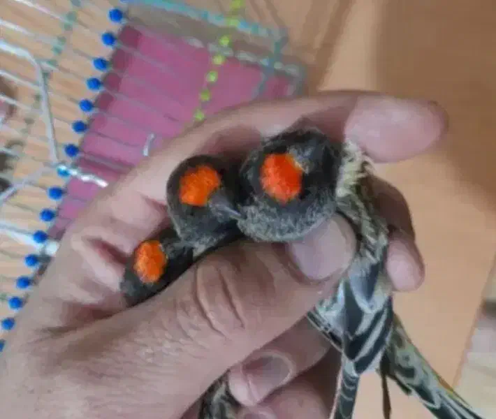 سهره و گلبسر درجه یک|پرنده|ملایر, |دیوار