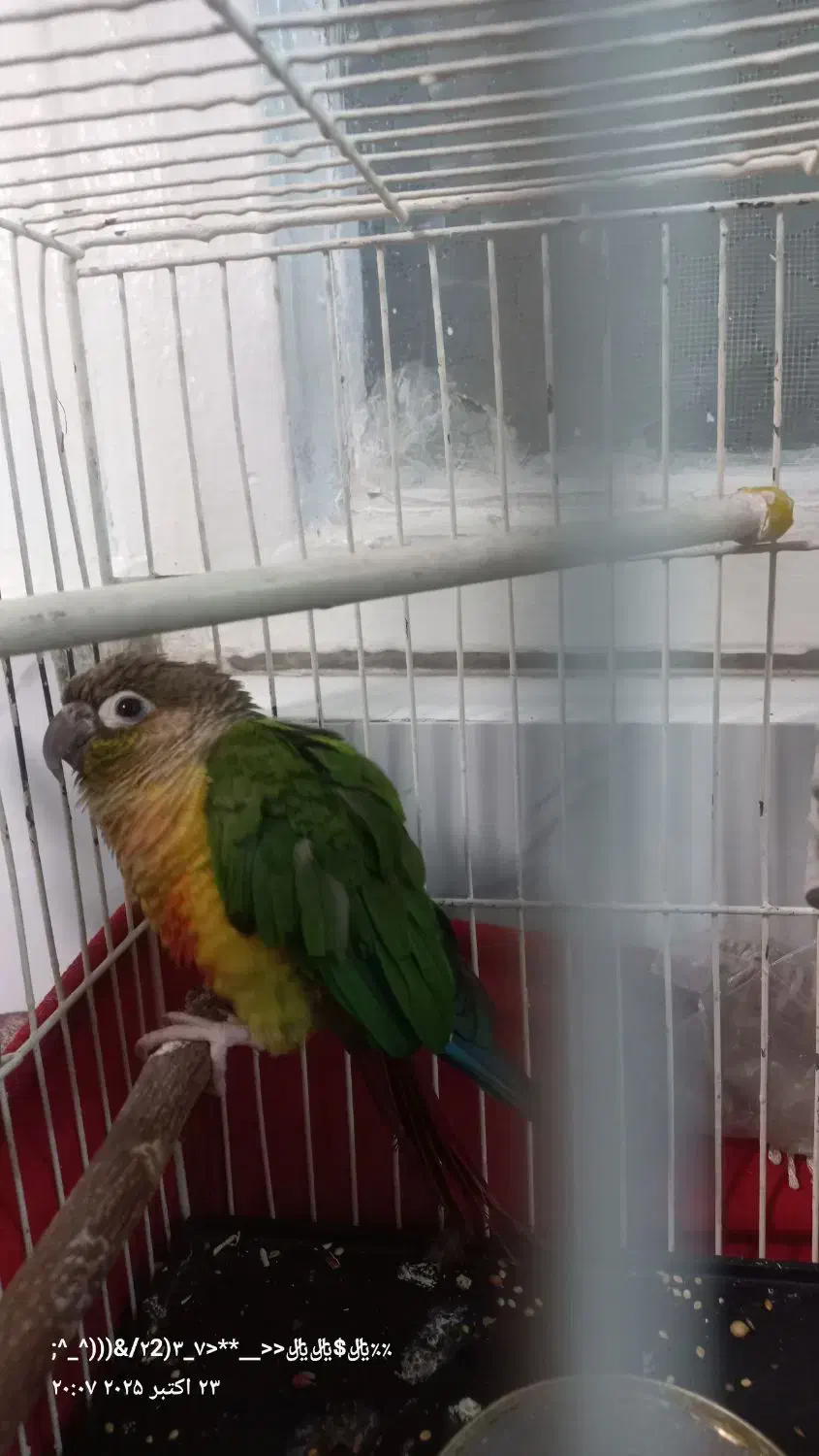 طوطی گرینچیک|پرنده|اسلامشهر, شهرک مهدیه|دیوار