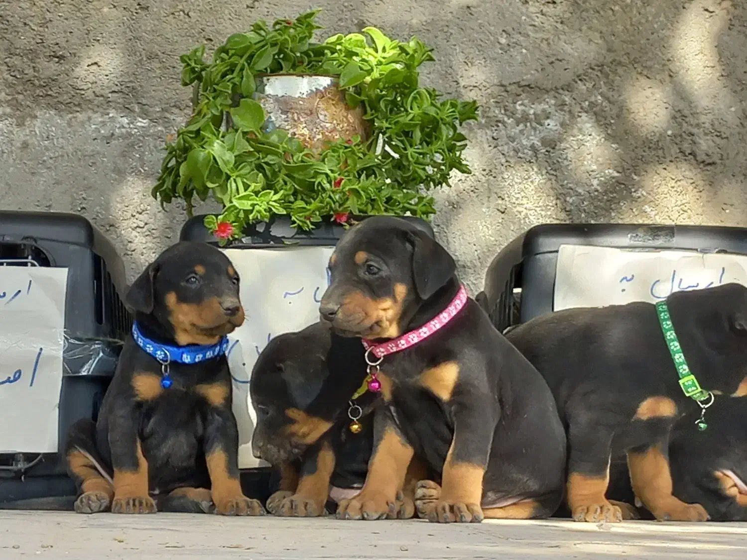 دوبرمن تیپ اروپایی|سگ|مشهد, کوه سنگی|دیوار