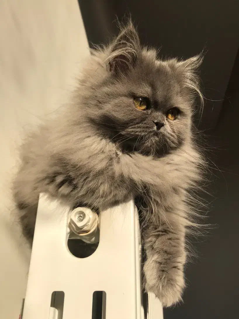 گربه بریتیش|گربه|پرند, فاز ۴|دیوار