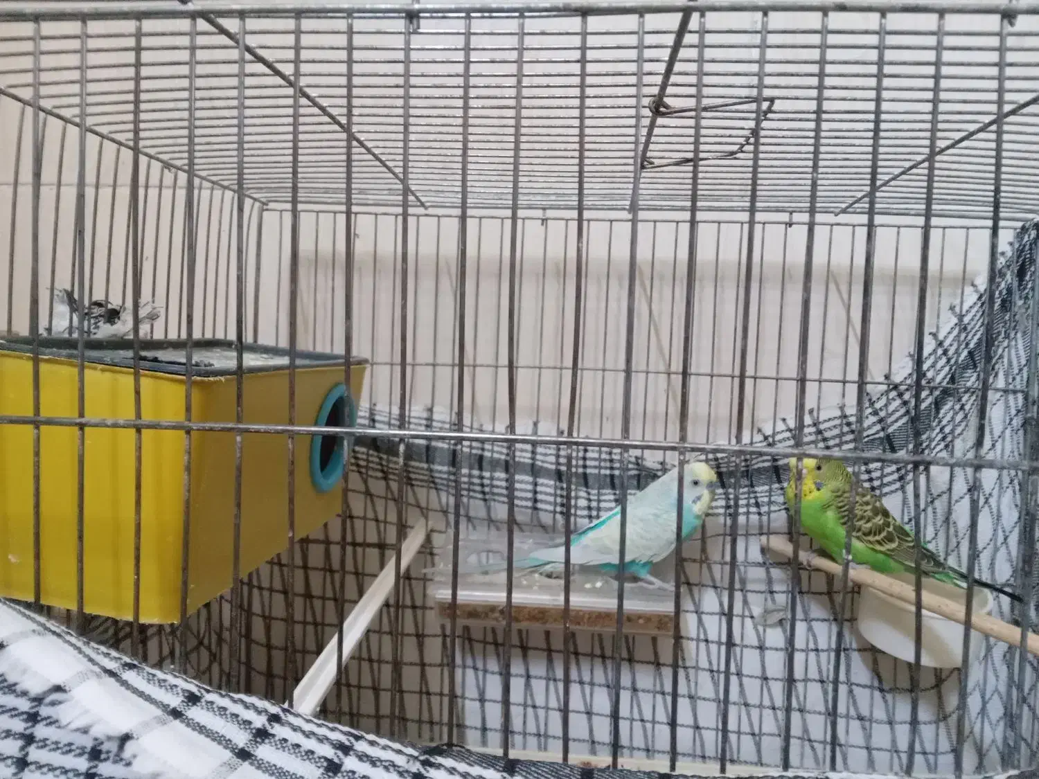 مرغ عشق|پرنده|خوی, |دیوار