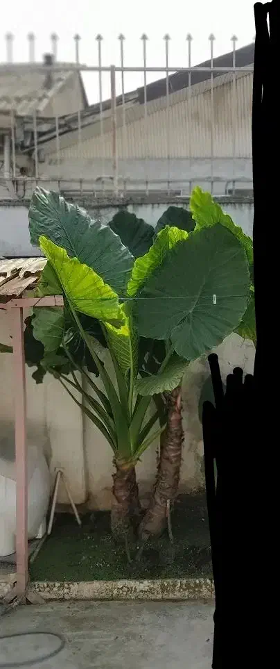 باباآدم|گل و گیاه طبیعی|رشت, پل تالشان|دیوار