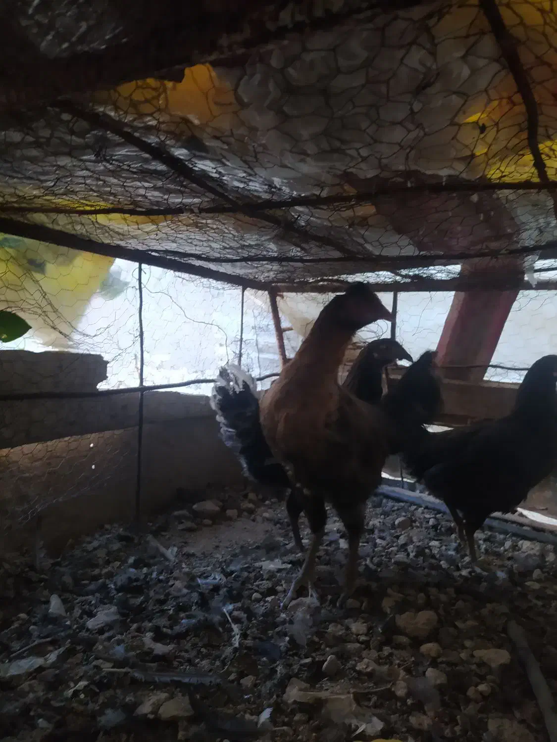 مرغ و خروس معاوضه|حیوانات مزرعه|کوهمره, |دیوار