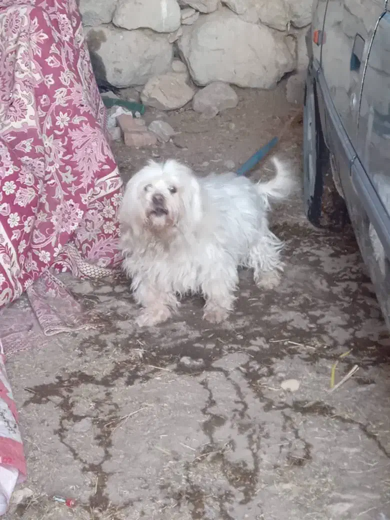 سگ پاکوتاه زبون فهم|سگ|ارومیه, |دیوار