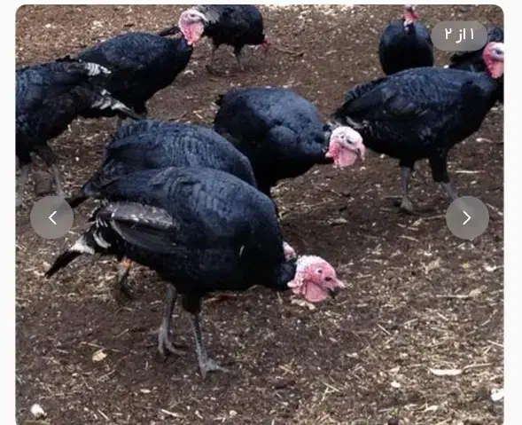 بوقلمون|حیوانات مزرعه|بندر دیر, |دیوار