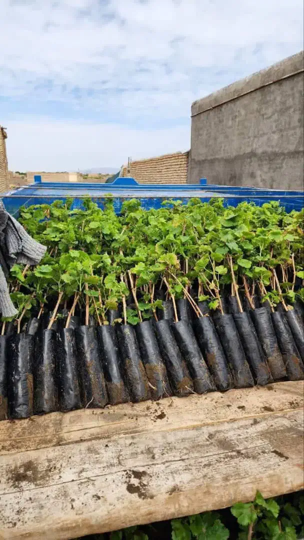 احداث و نگهداری فضای سبز باغ ویلاو،...|خدمات باغبانی و درختکاری|مشهد, دانشجو|دیوار