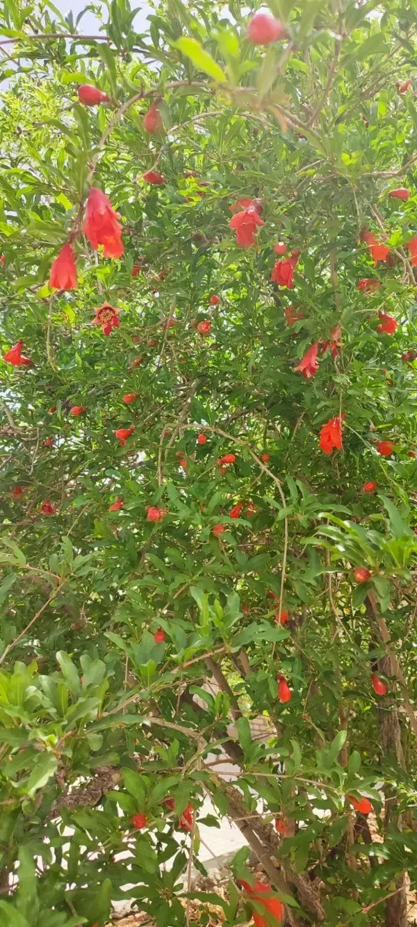 تصویر 16