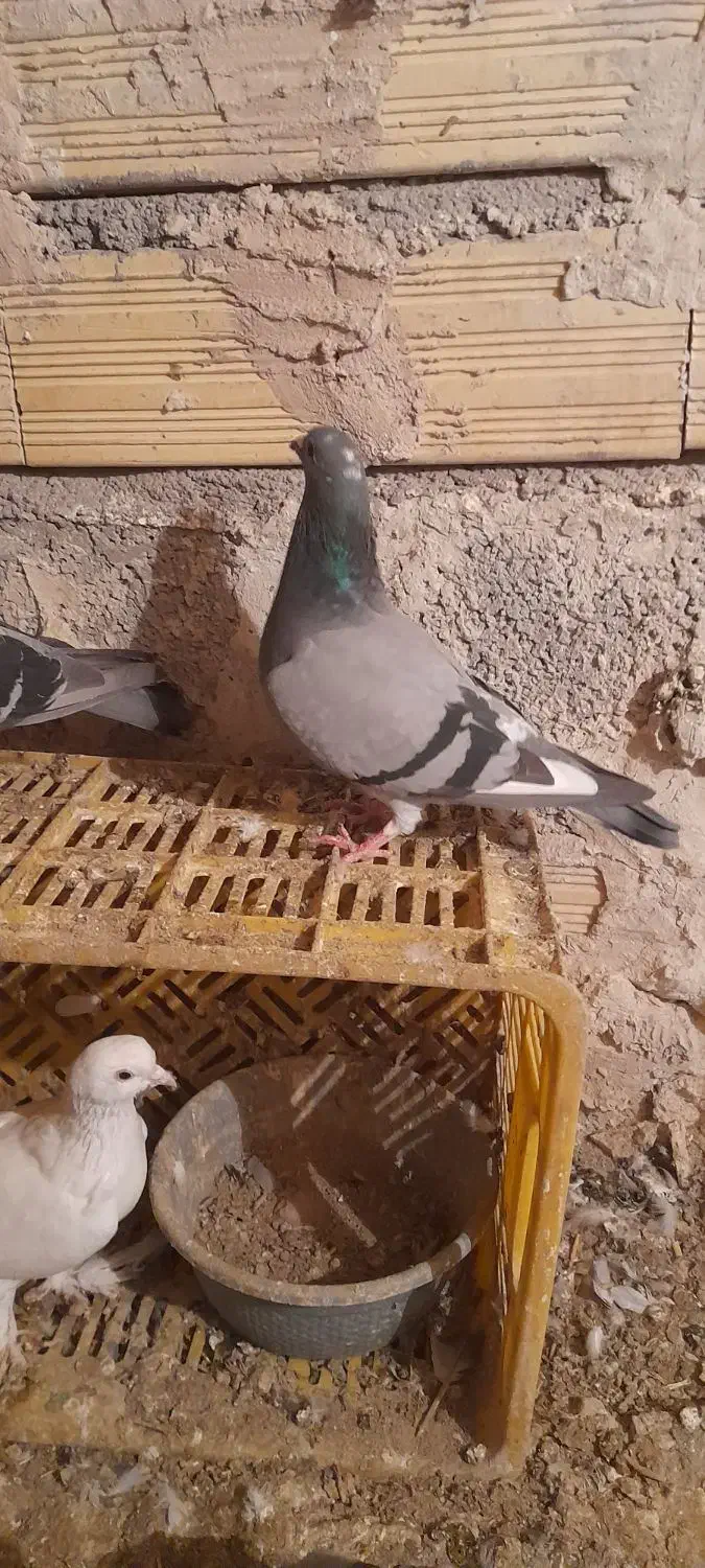 کفتر مسافتی ماده|پرنده|اهر, |دیوار