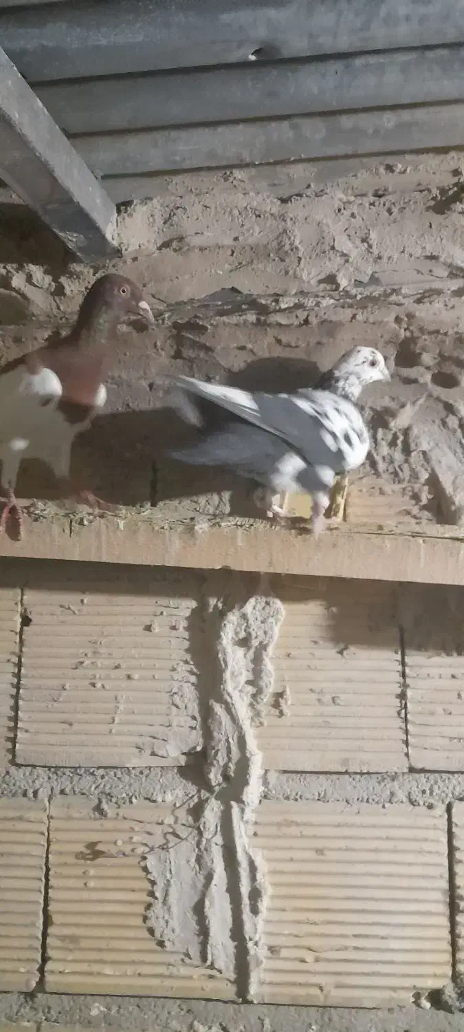 پلاکی نروماده|پرنده|بابا حیدر, |دیوار