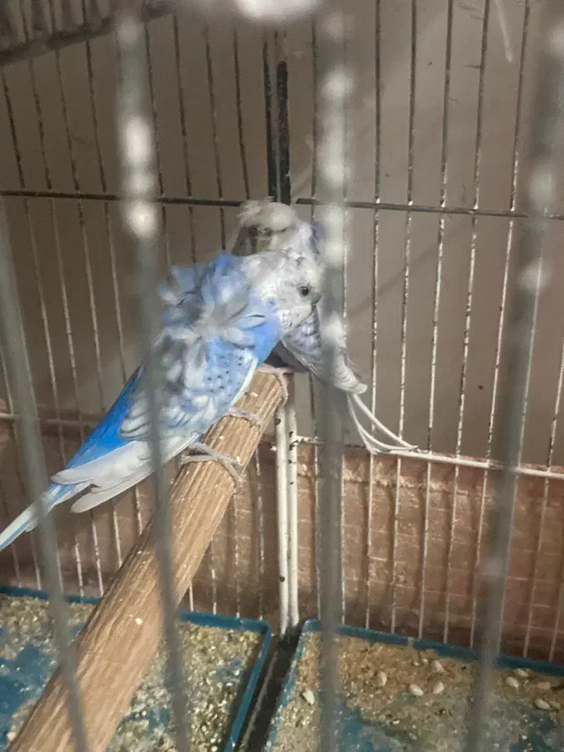 جفت طوطی کوتوله و مرغ عشق پروانه ای ضمانتی|پرنده|زرند, |دیوار