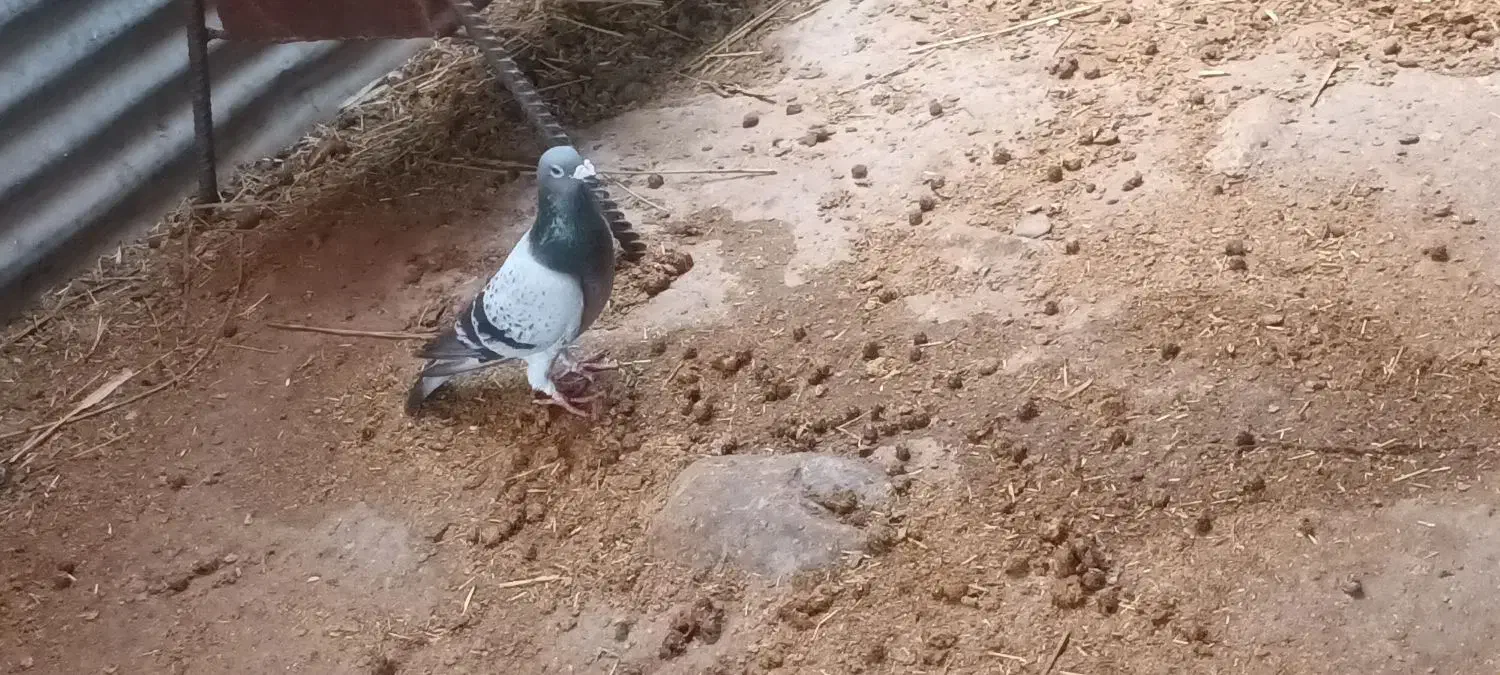 پلاکی|پرنده|آبدانان, |دیوار