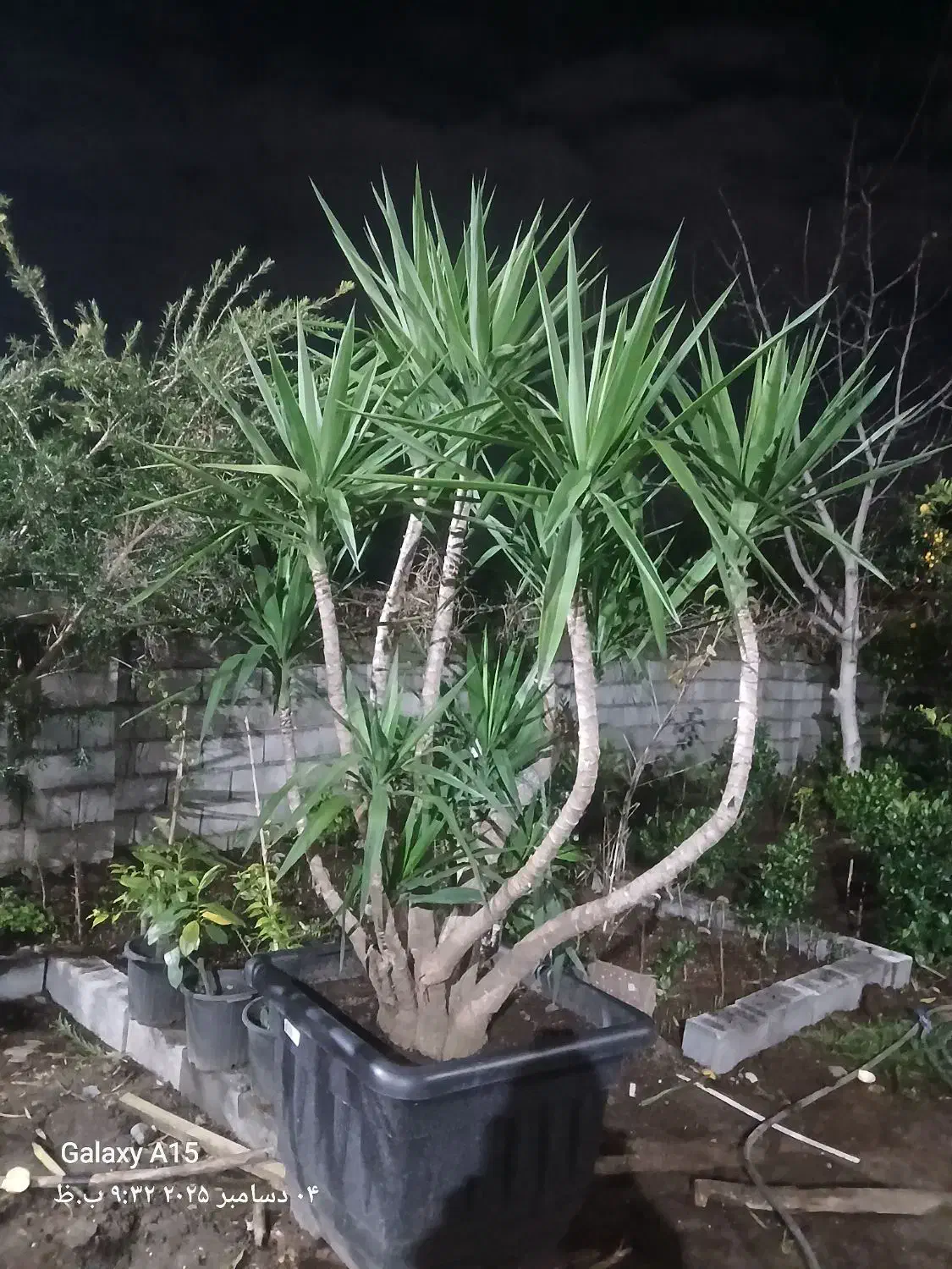 گل یوکا|گل و گیاه طبیعی|چابکسر, |دیوار