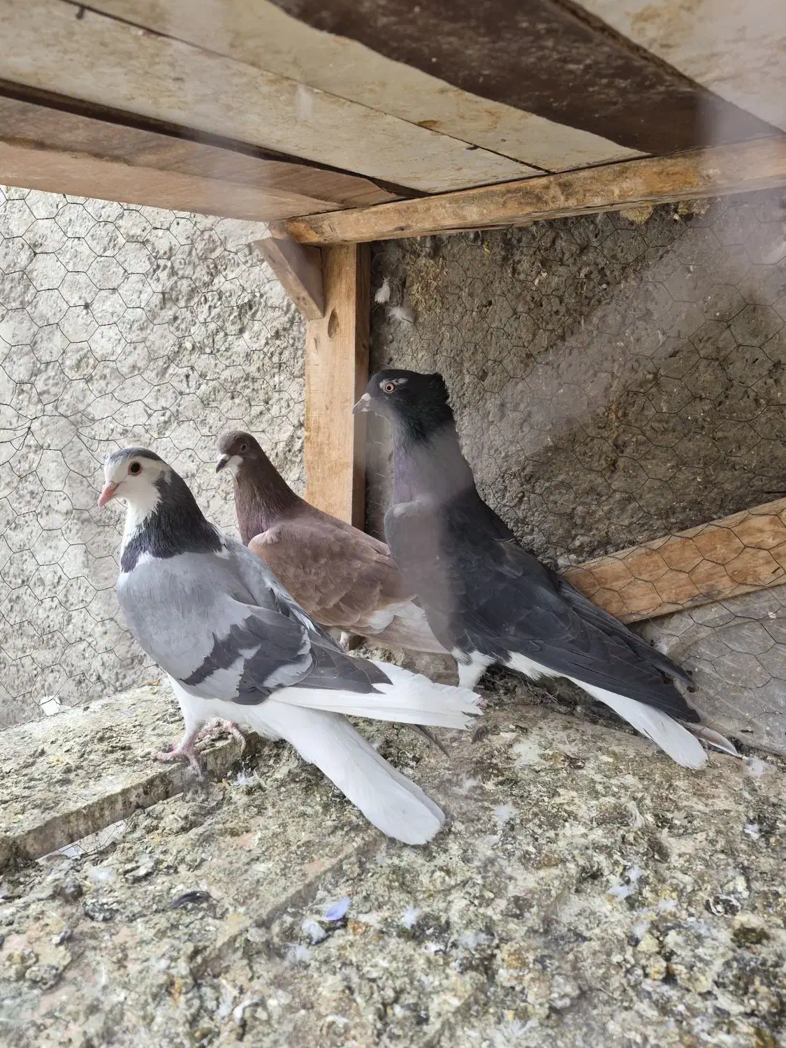 کبوتر دم گیر دستگردی خرقه سرخ|پرنده|خمینی‌شهر, |دیوار