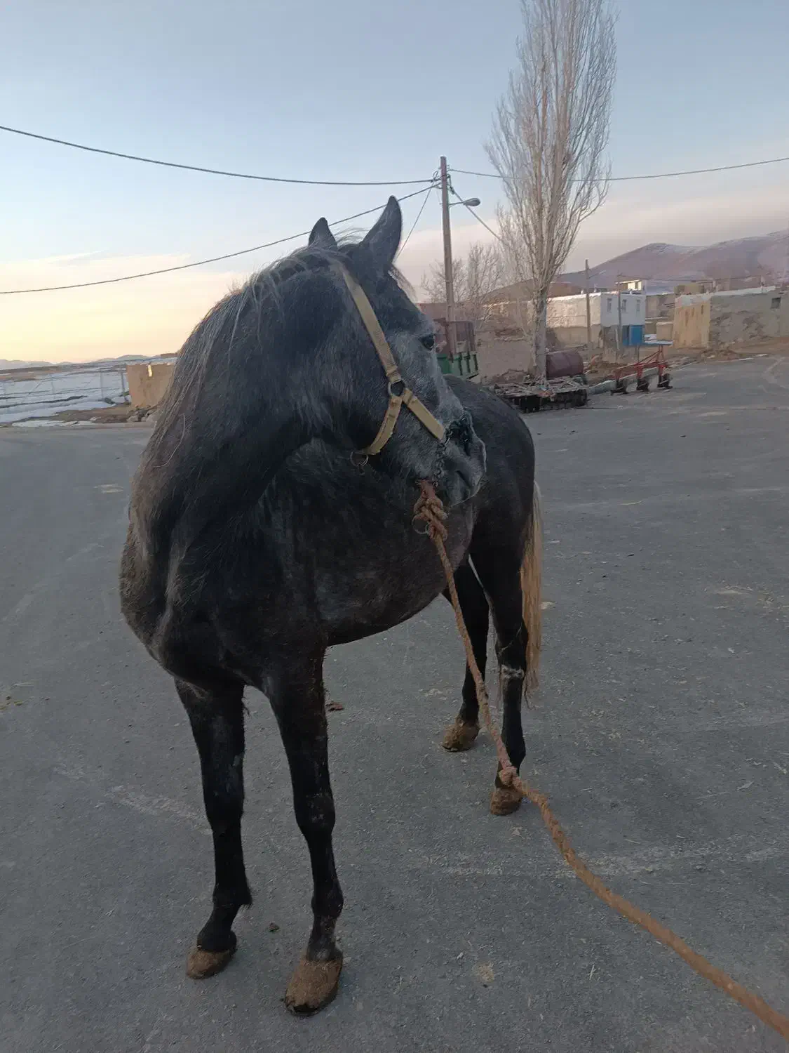 اسب|اسب و تجهیزات اسب‌سواری|سنندج, |دیوار