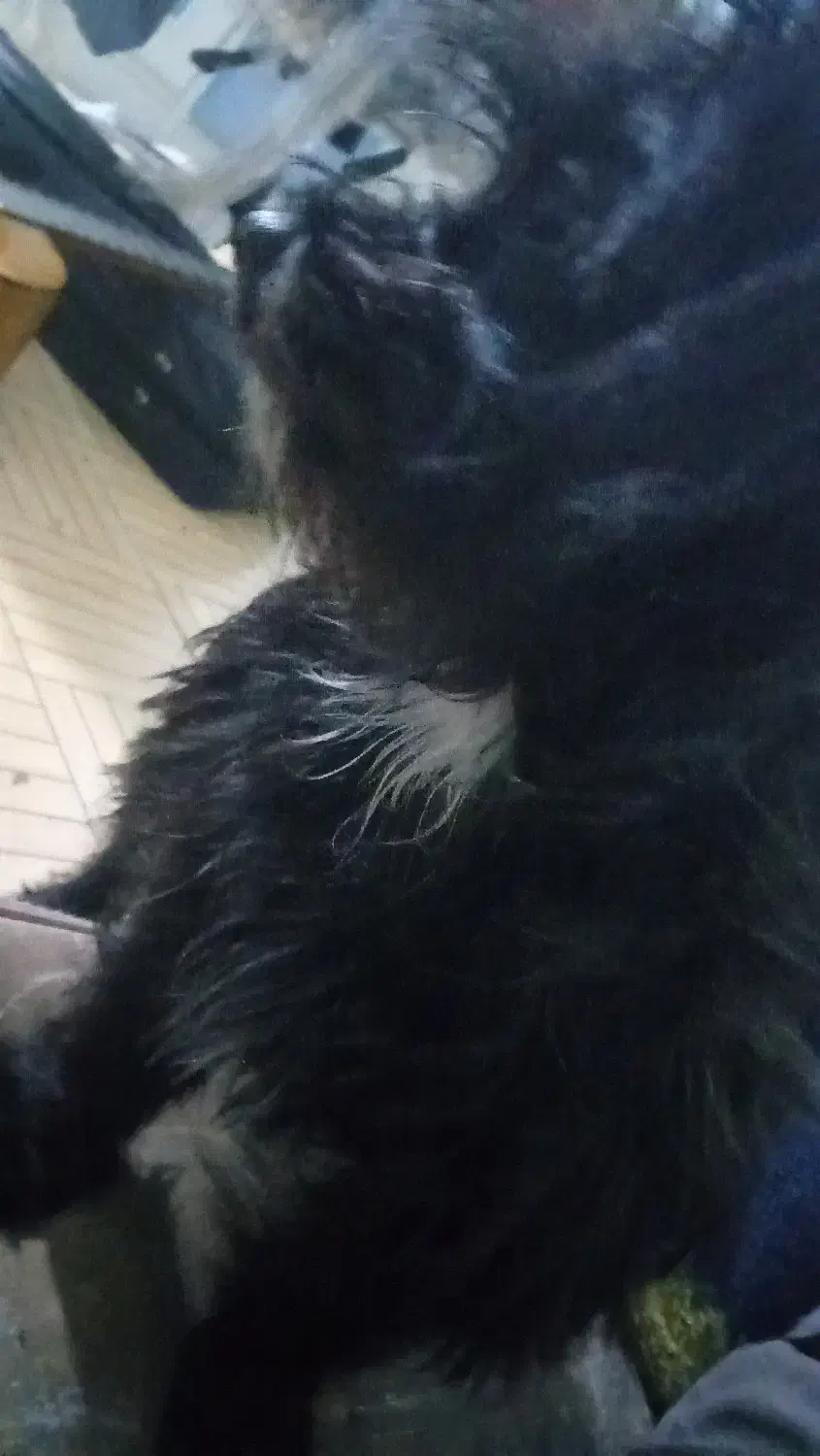 سگ سیاه  و سفید اشپیتز|سگ|شهرضا, |دیوار