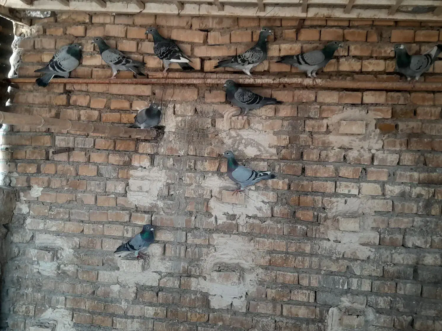 کبوتر|پرنده|کارون, |دیوار