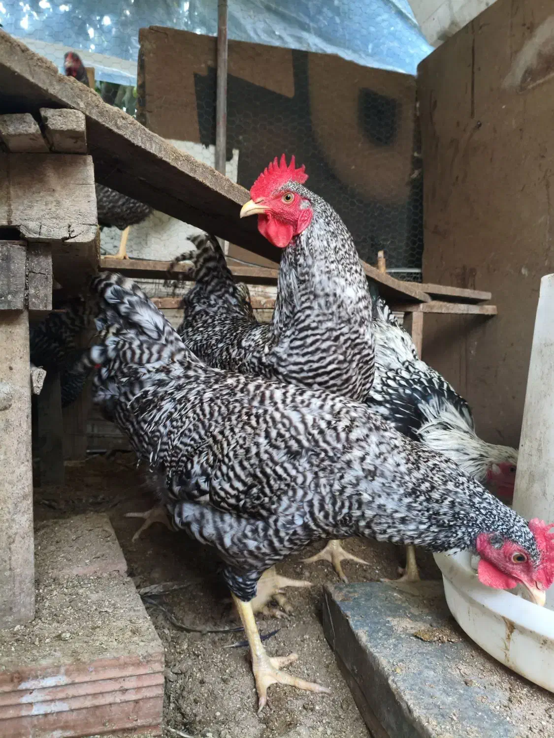 ویاندوت سیلور|حیوانات مزرعه|قائمشهر, |دیوار