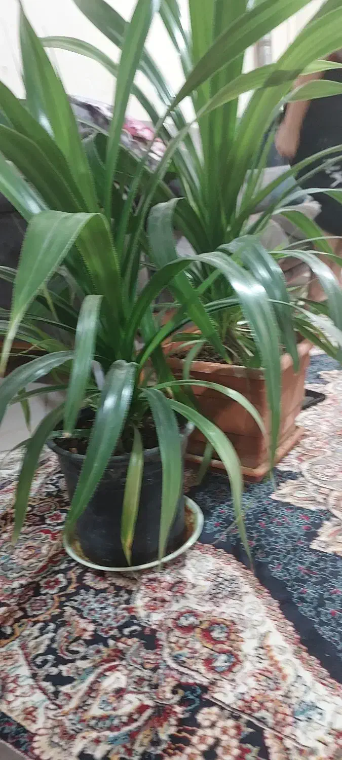 گلهای زیبا گلخونه ای نیستند|گل و گیاه طبیعی|ملارد, |دیوار