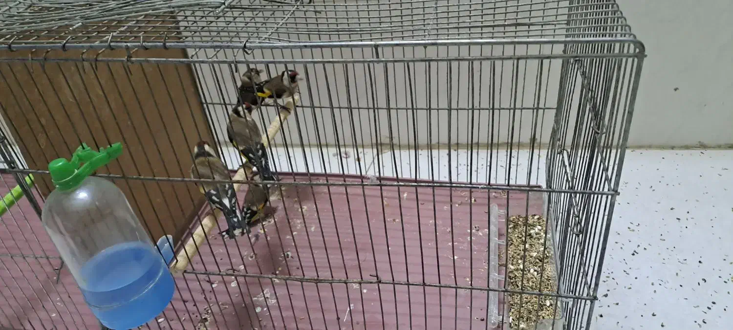 سهره نر5عدد|پرنده|اصفهان, شیخ طوسی|دیوار