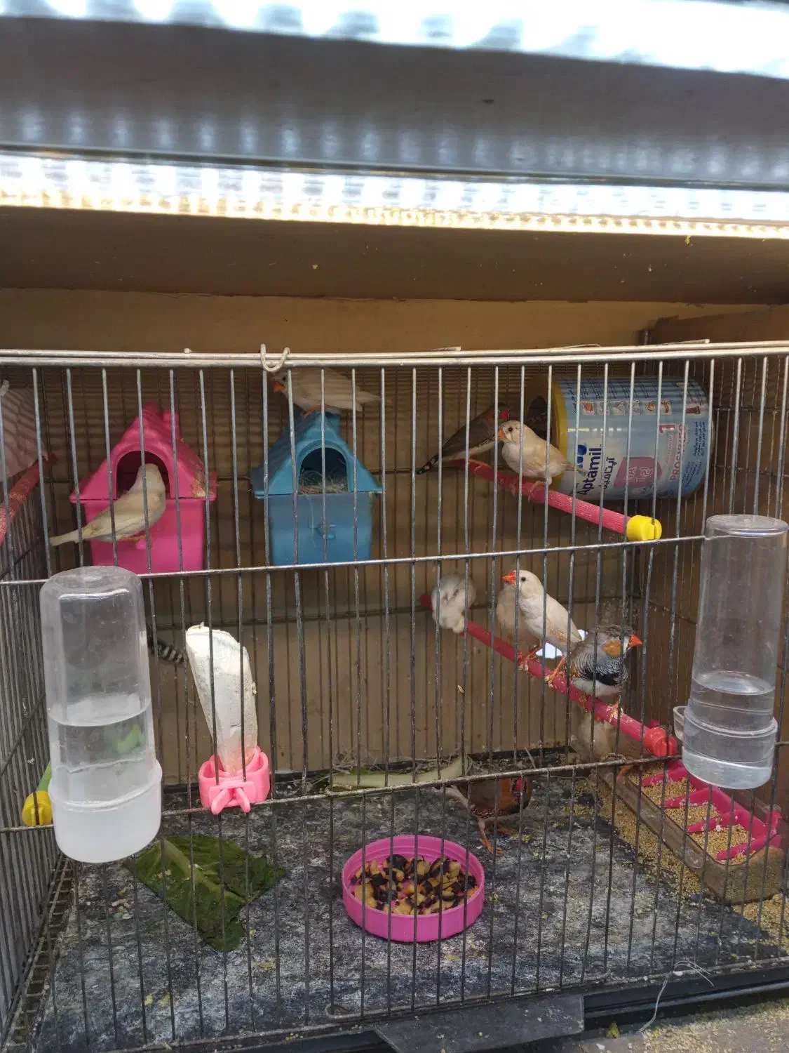 فنچ|پرنده|نسیم‌شهر, |دیوار