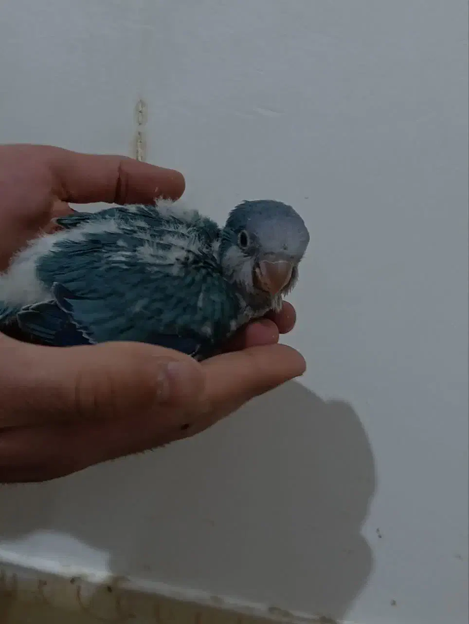 جوجه راهب آبی|پرنده|قم, انسجام|دیوار