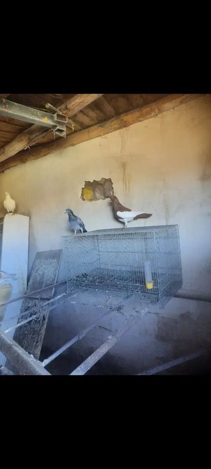 کبوتر یهودی شتری سایز بزرگ اصل|پرنده|ترکمانچای, |دیوار