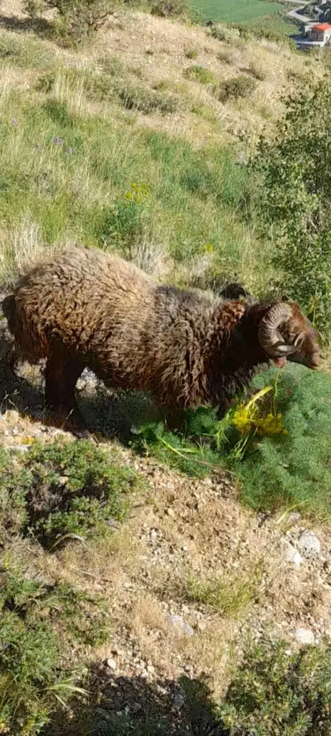 قوچ گله|حیوانات مزرعه|خمینیشهر, |دیوار