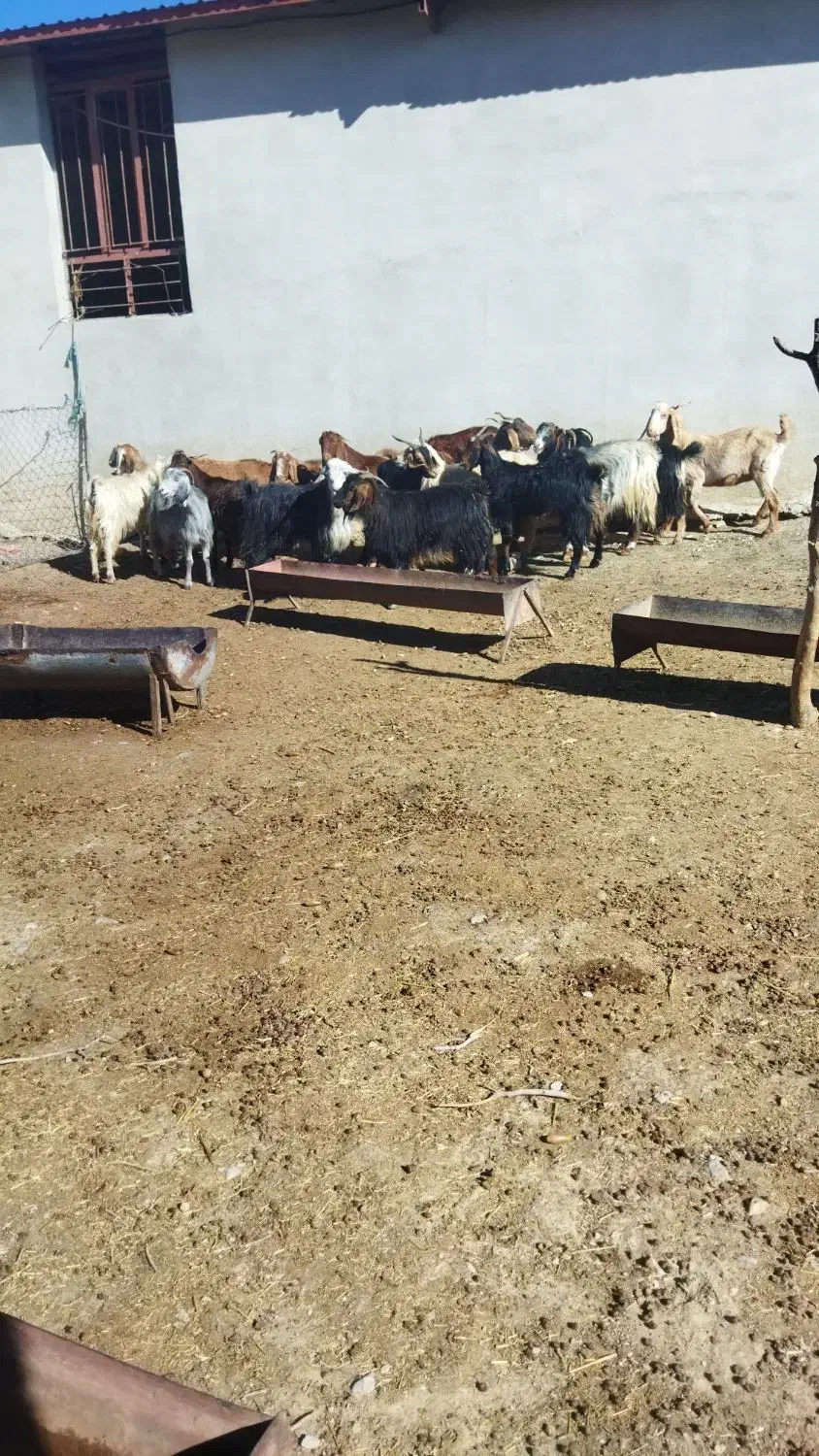 بز درجه یک|حیوانات مزرعه|ملکشاهی, |دیوار