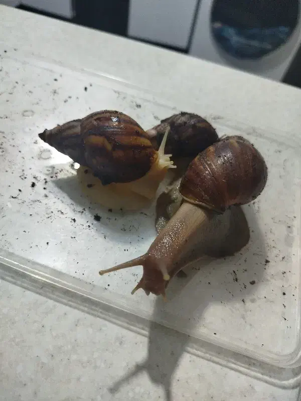 حلزون|حیوانات مزرعه|بندر امام خمینی, |دیوار