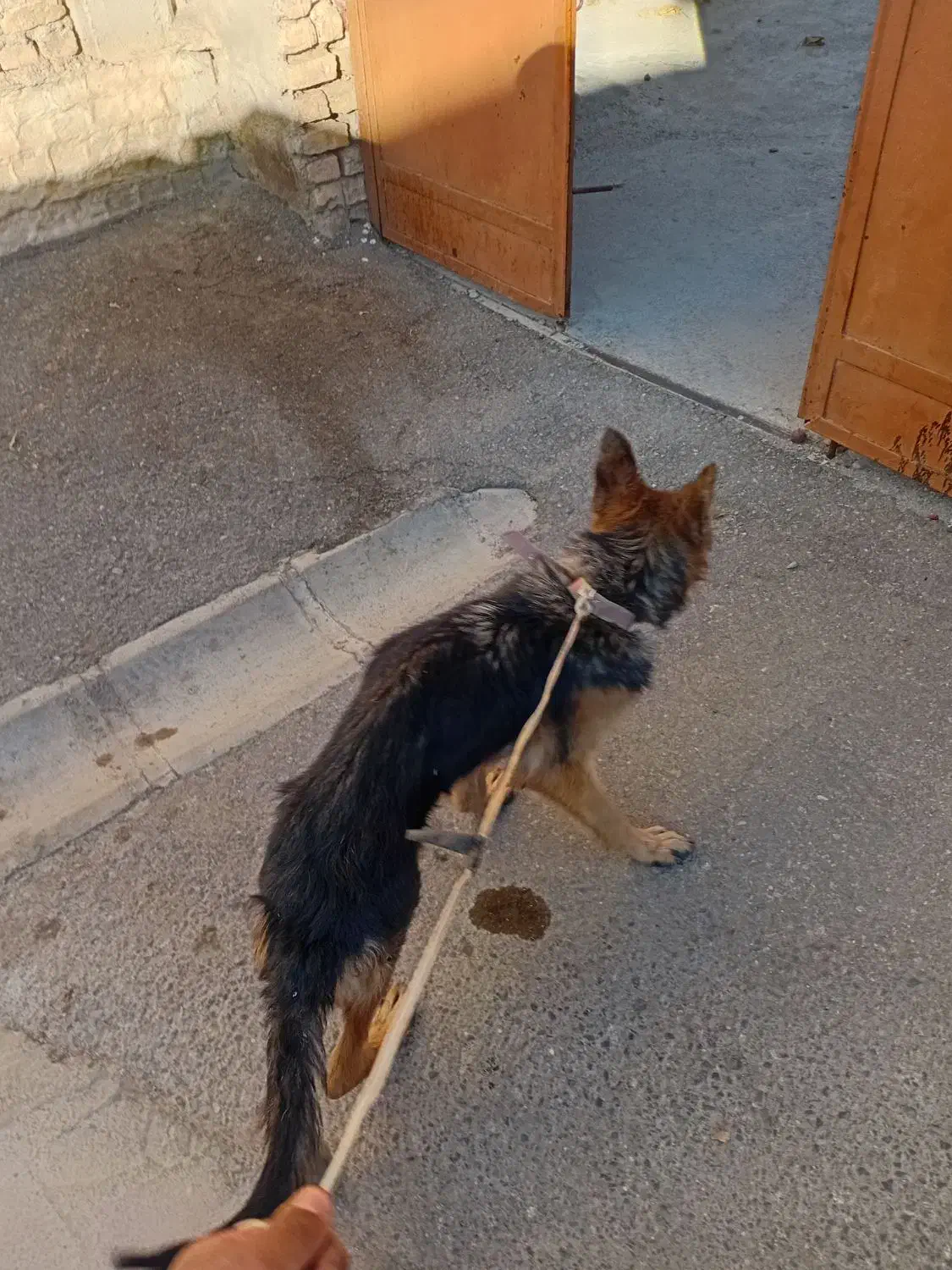 توله ژرمن معاوضه با سگ|سگ|ملایر, |دیوار