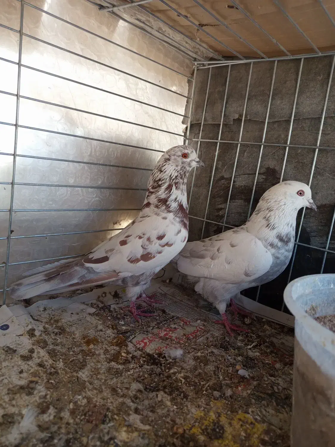 کفترپرشی|پرنده|یزد, |دیوار