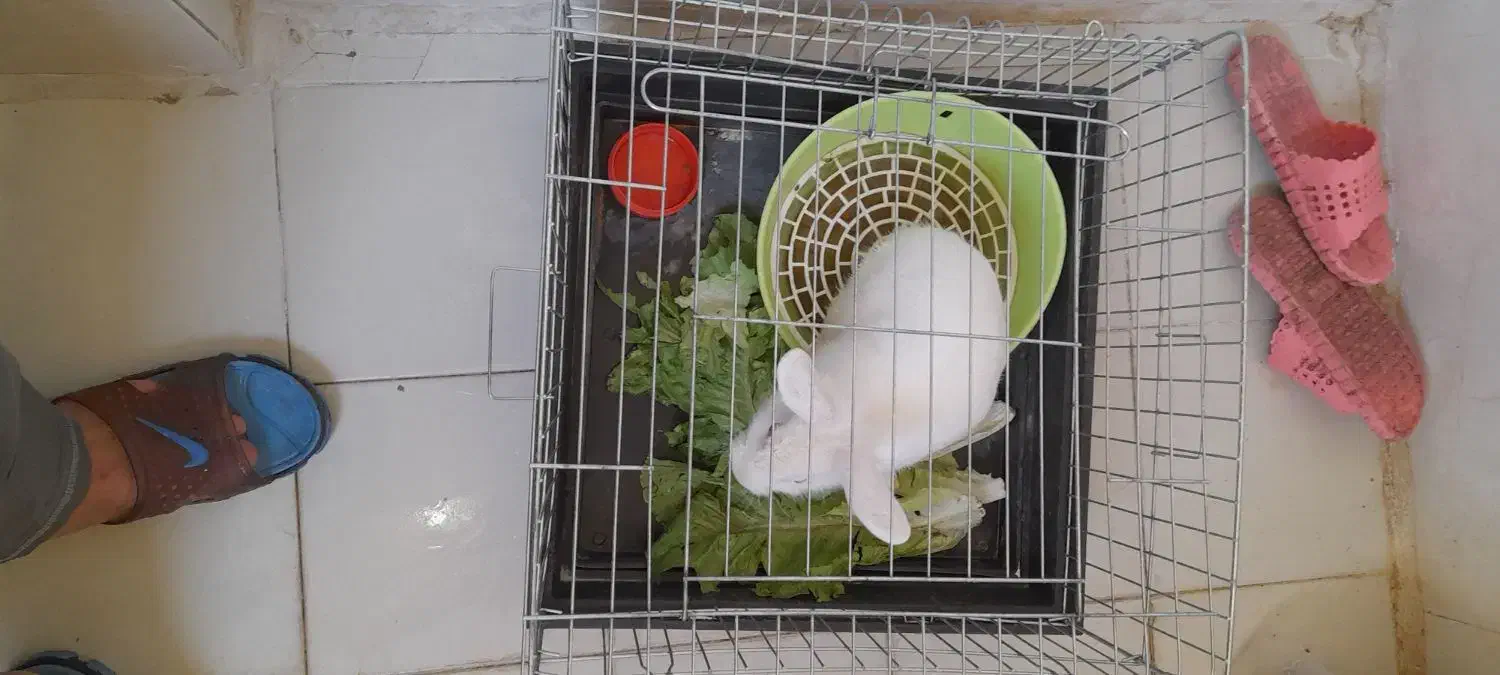 بچه خرگوش سفید|موش و خرگوش|قم, باغ شازده|دیوار