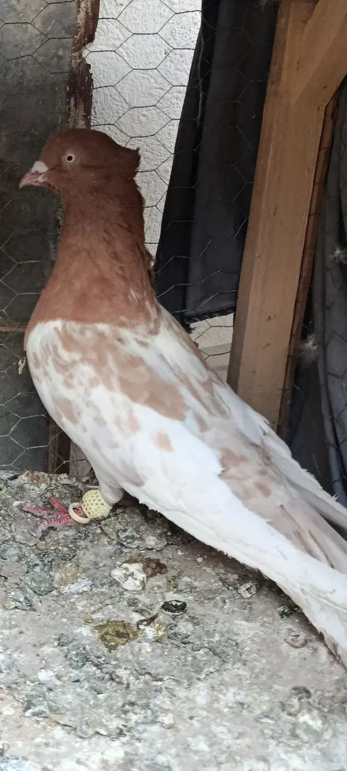 کفتر|پرنده|شیراز, شهدای شهرک سعدی|دیوار