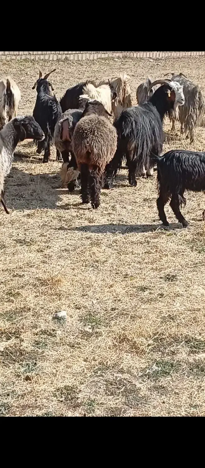 فروش بز، میش،کهره ،بره|حیوانات مزرعه|یاسوج, |دیوار