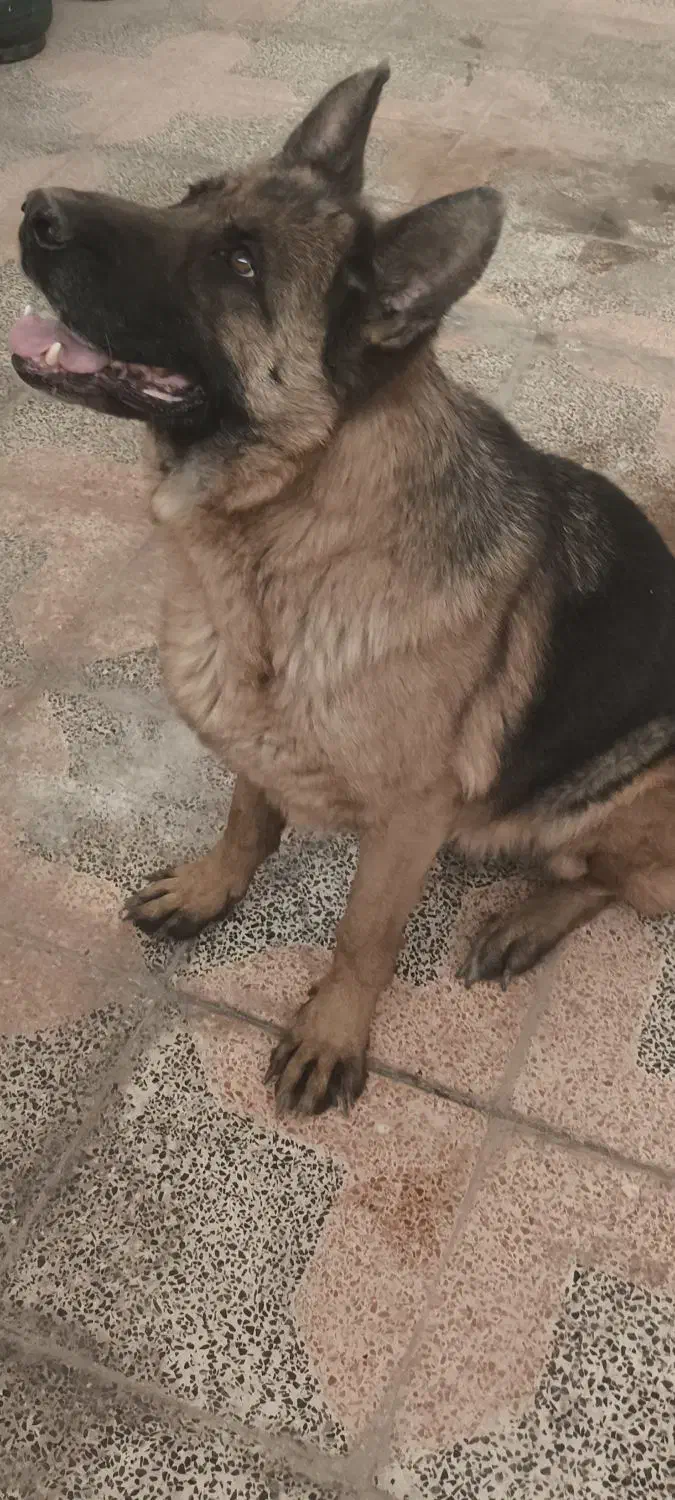 سگ ژرمن تربیت شده|سگ|شاهین‌شهر, گزبرخوار|دیوار