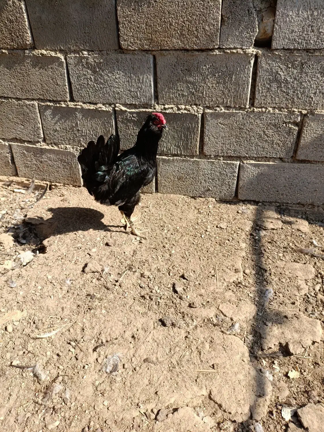 خروس مشکی پر روغنی|حیوانات مزرعه|خورموج, |دیوار