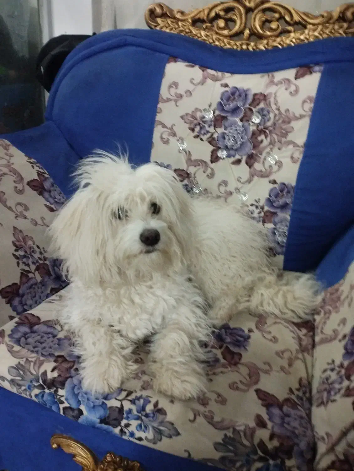 سگ شیتزو|سگ|قم, نیروگاه|دیوار