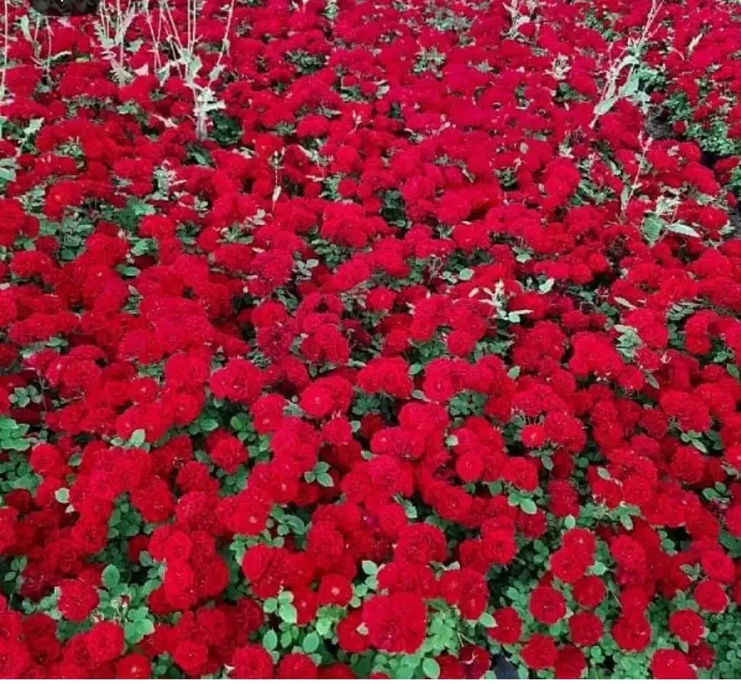 ریشه کنده رز هلندی و ساناز|گل و گیاه طبیعی|محلات, |دیوار