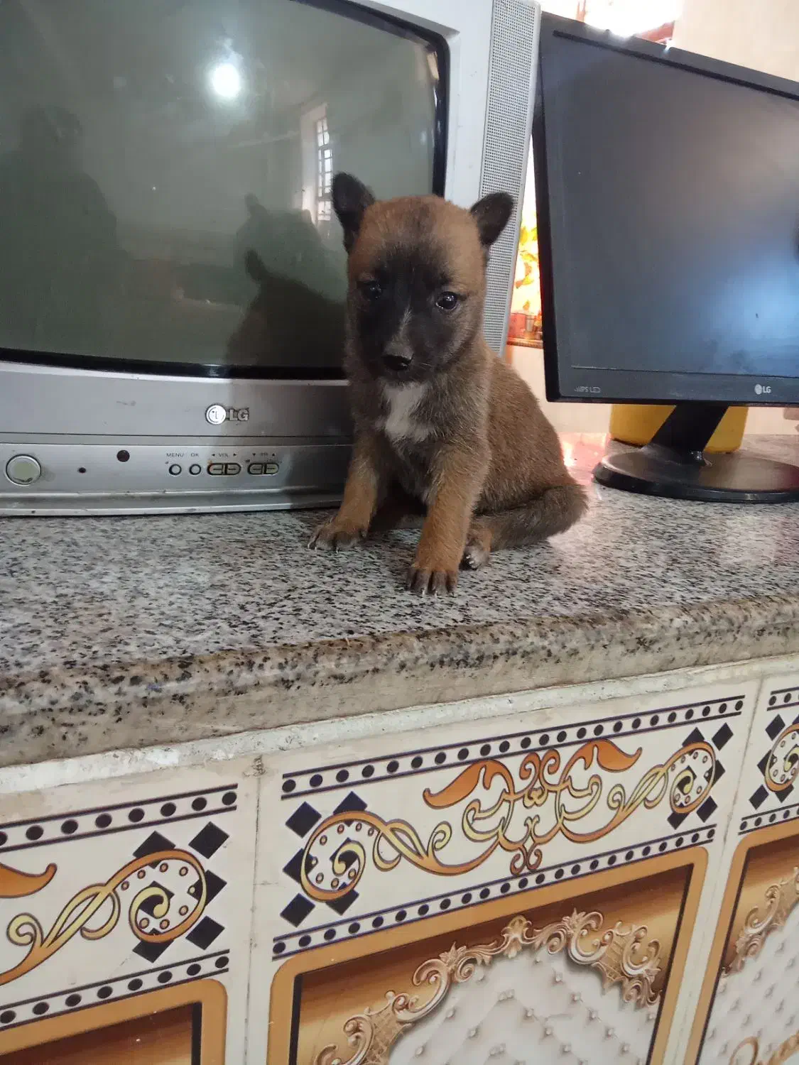 سگ مالینیوز اصل|سگ|عنبرآباد, |دیوار