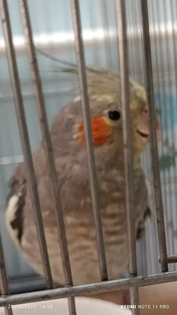 عروس هلندی سینامون ماده خال دار|پرنده|تاکستان, |دیوار