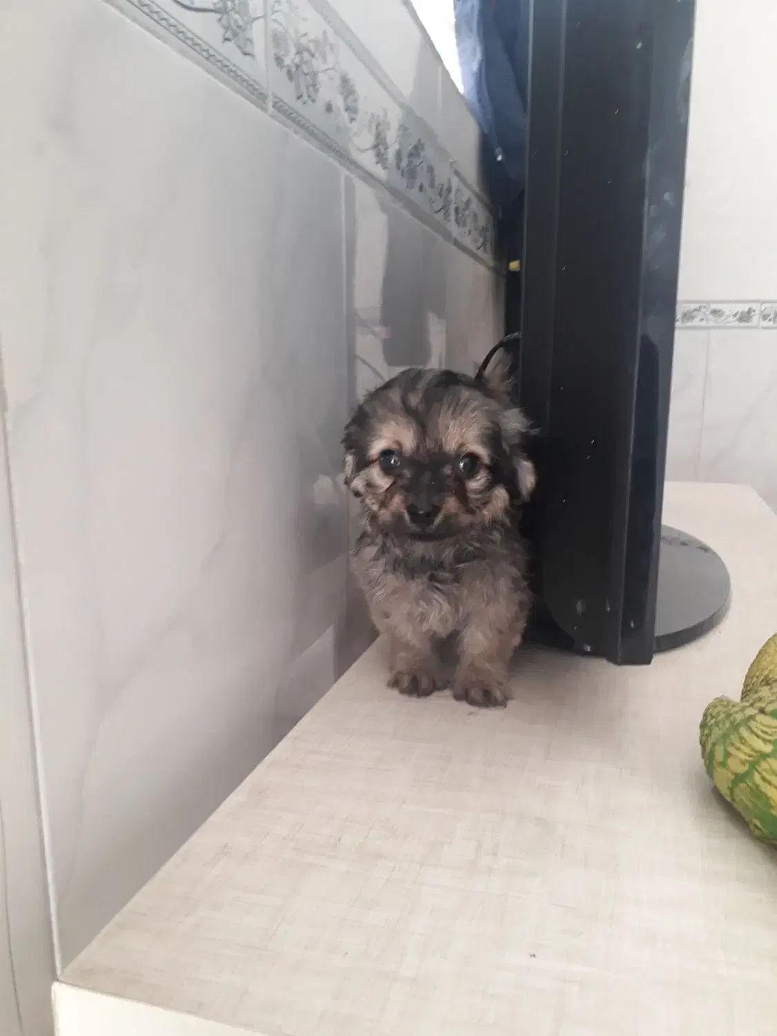 توله سگ دوماه پامرین شیتزو|سگ|نسیمشهر, |دیوار