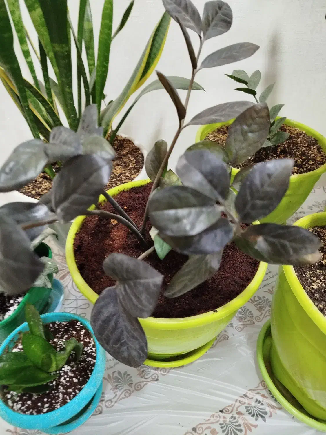 زامفولیا بلک|گل و گیاه طبیعی|تهران, آهنگ|دیوار